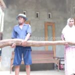 Ketela Raksasa dengan Panjang 2,6 Meter Ditemukan di Rembang