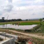 Curah Hujan Tak Teratur, Jadi Kendala Pada MT-1 Curah Hujan Tak Teratur, Jadi Kendala Pada MT-1