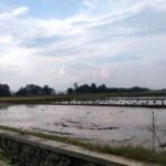 Benih Padi Inpari 32 Jadi Mayoritas Masyarakat Tambakromo Pada MT-1 Benih Padi Inpari 32 Jadi Mayoritas Masyarakat Tambakromo Pada MT-1