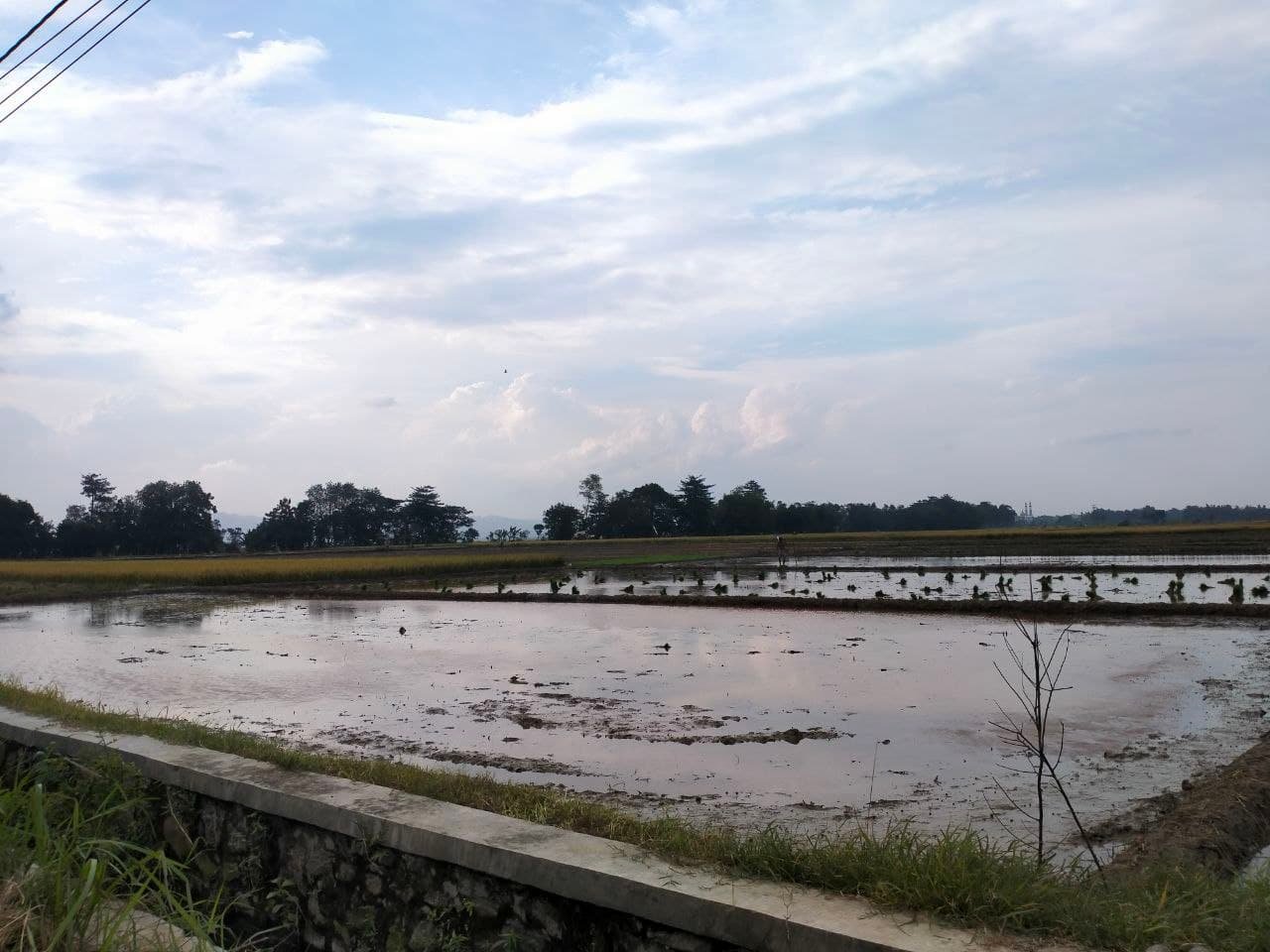 Benih Padi Inpari 32 Jadi Mayoritas Masyarakat Tambakromo Pada MT-1