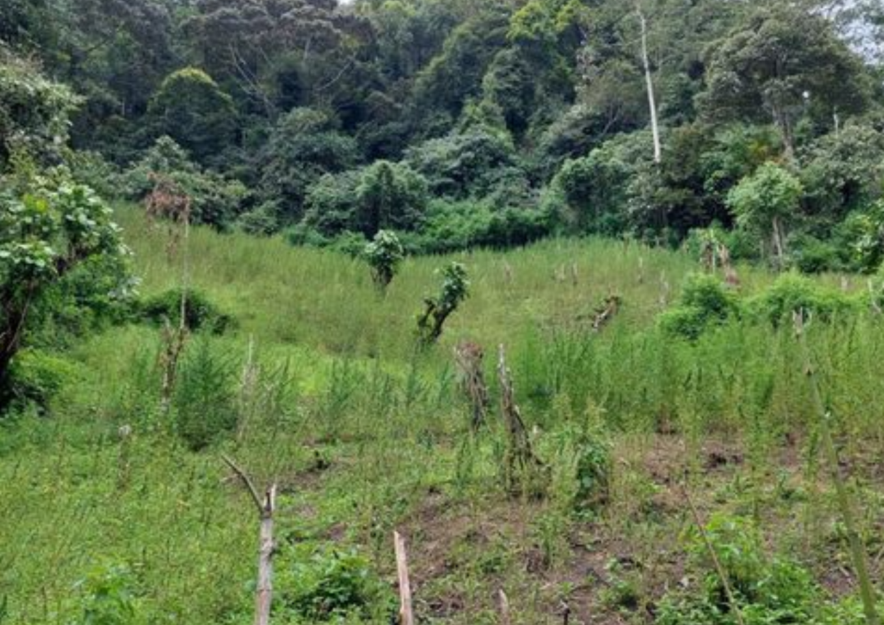 2 Hektare Ladang Ganja Ditemukan di Pegunungan Madina