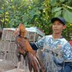 Ternak Ayam Bangkok Hias Berikan Untung Jutaan Rupiah