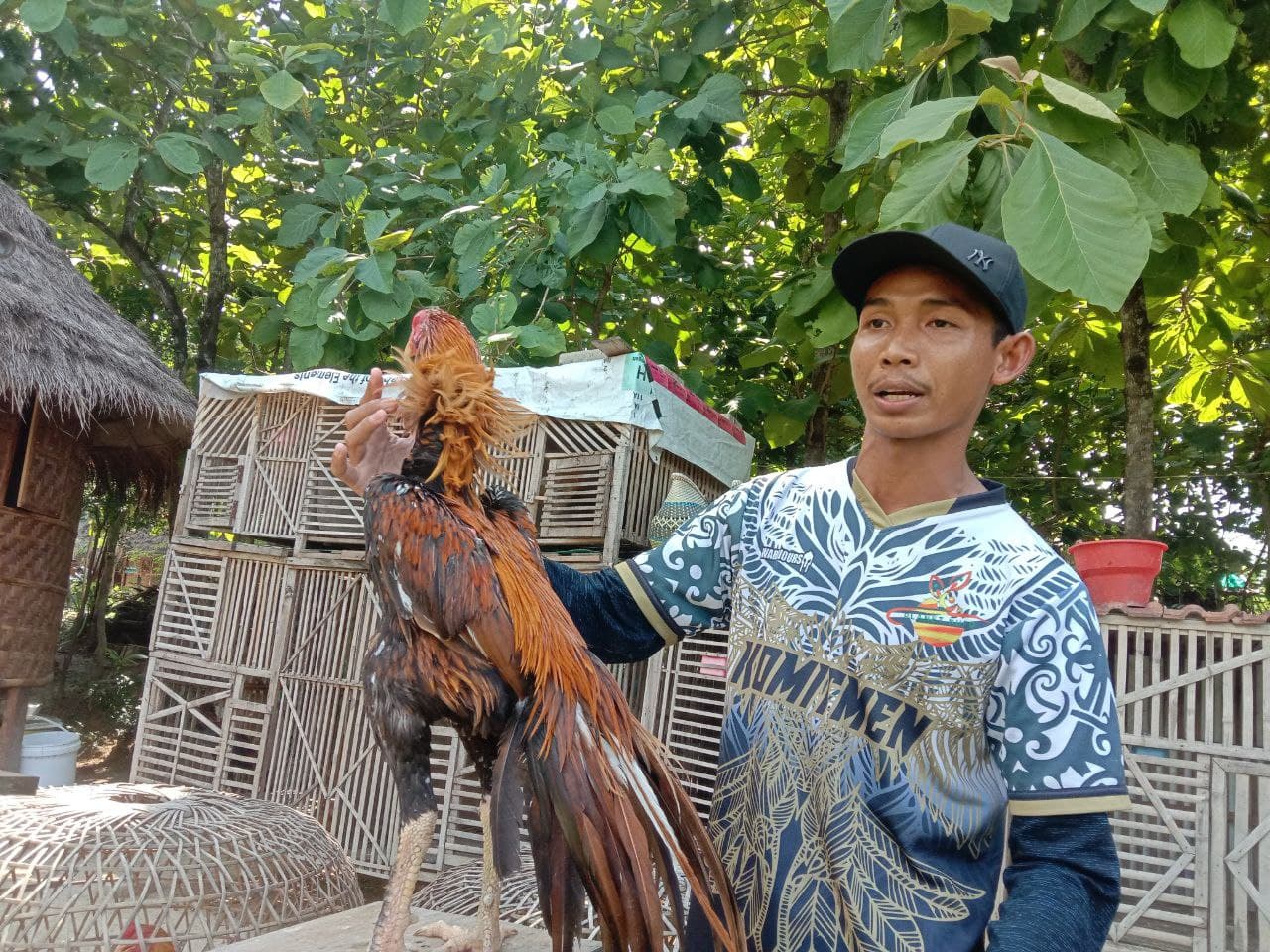 Ternak Ayam Bangkok Hias Berikan Untung Jutaan Rupiah