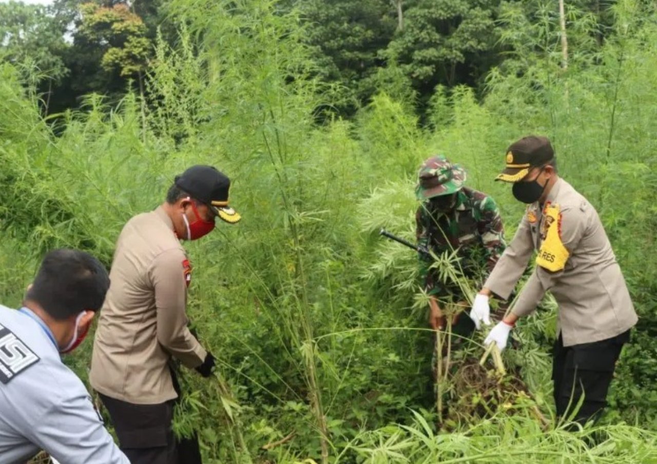 Petugas Gabungan Ditnarkoba Temukan Ladang Ganja 2 Hektare