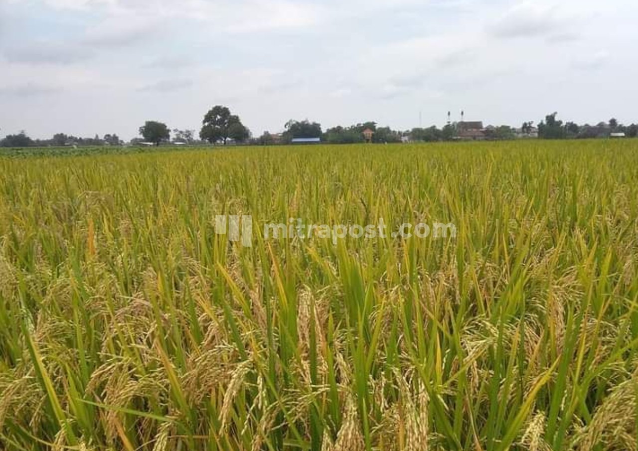 Seiring New Normal, Dewan Pati Pastikan Komoditas Pangan Aman