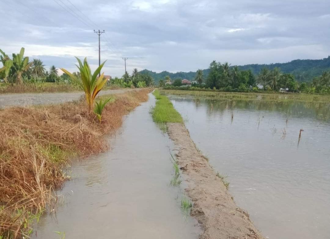 Lahan Persawahan Sempit Akibat Pembangunan Perumahan Jadi Penyebab Banjir