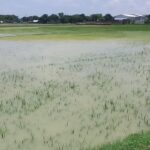akibat banjir, kualitas padi di rembang menurun