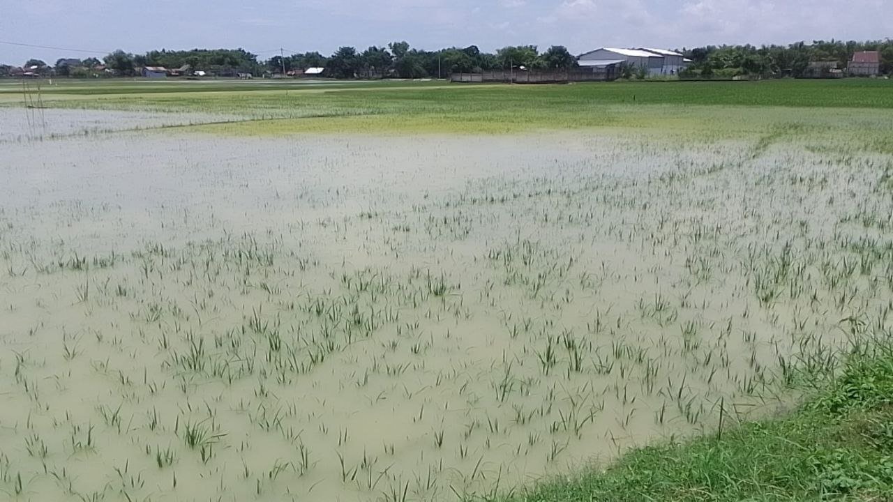 Akibat Banjir, Kualitas Padi di Rembang Menurun