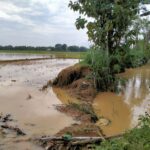 Tanggul Jebol, Puluhan Hektar Lahan Sawah Kebanjiran