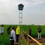 Hama Tikus Merajalela, Merusak Komoditas Padi di Kecamatan Margorejo