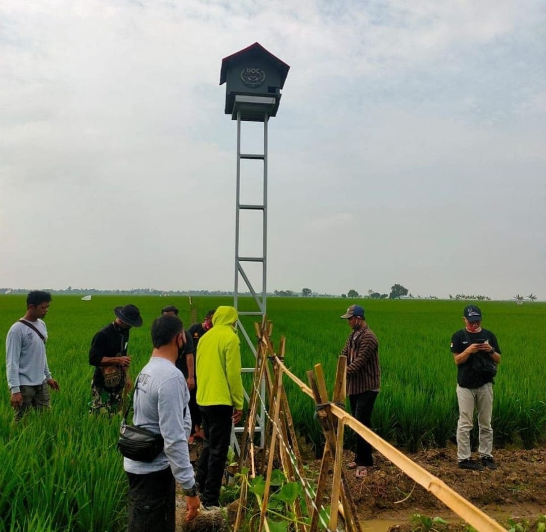 Hama Tikus Merajalela, Merusak Komoditas Padi di Kecamatan Margorejo