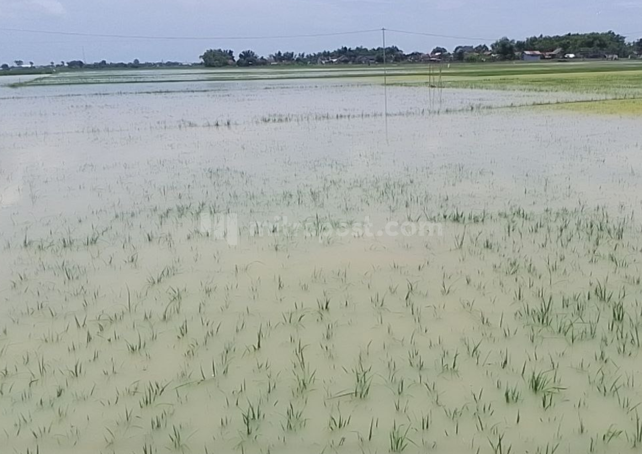 642,5 Hektare Lahan Padi di Pati Kebanjiran