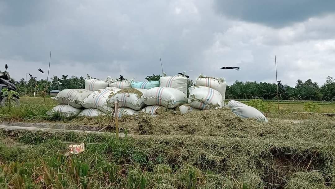 Gabah Hasil MT-1 di Pati Tidak Alami Penurunan di Musim Banjir