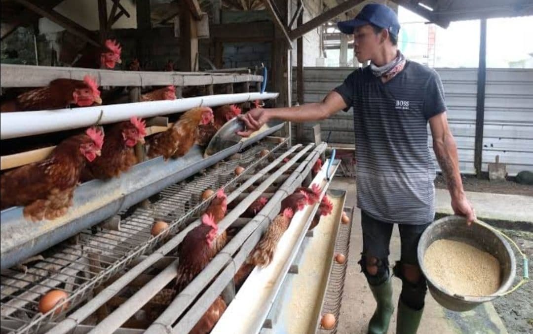Peternak Kurangi Jumlah Produksi, Harga Daging Ayam Meroket
