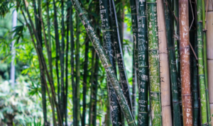 Pohon Bambu Diklaim Mampu Minimalisir Kerusakan Angin Puting Beliung