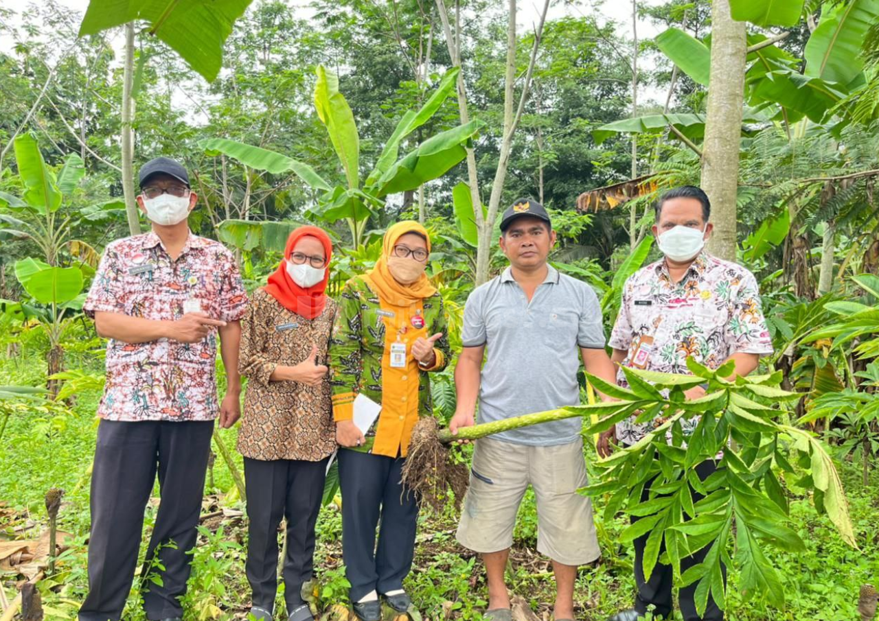 Kajian Teknis Budidaya Porang Disiapkan, Dewan Minta Persaingan Harga Diperhatikan