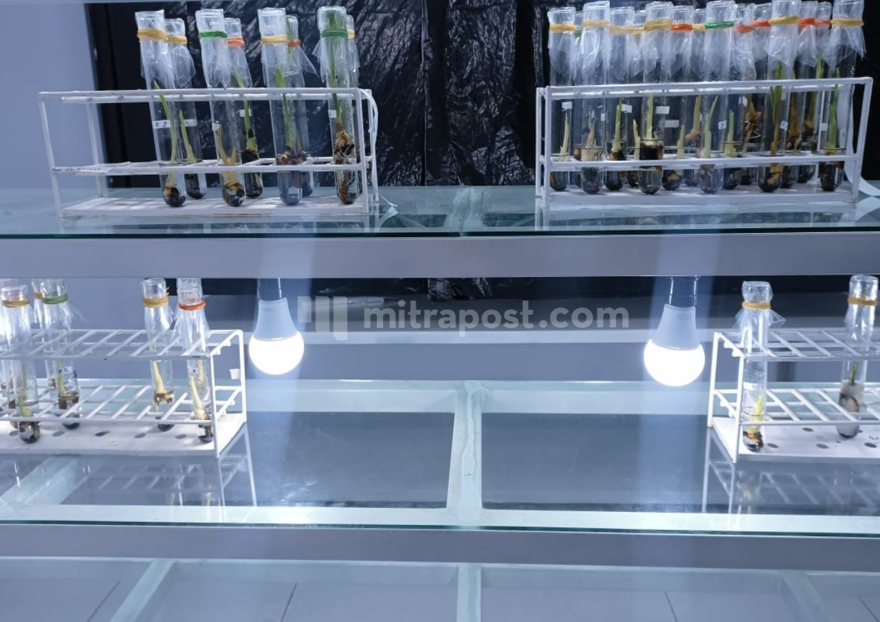 Lab Kultur Jaringan Pati Berhasil Hasilkan 95 Persen Kelapa Berbuah Kopyor