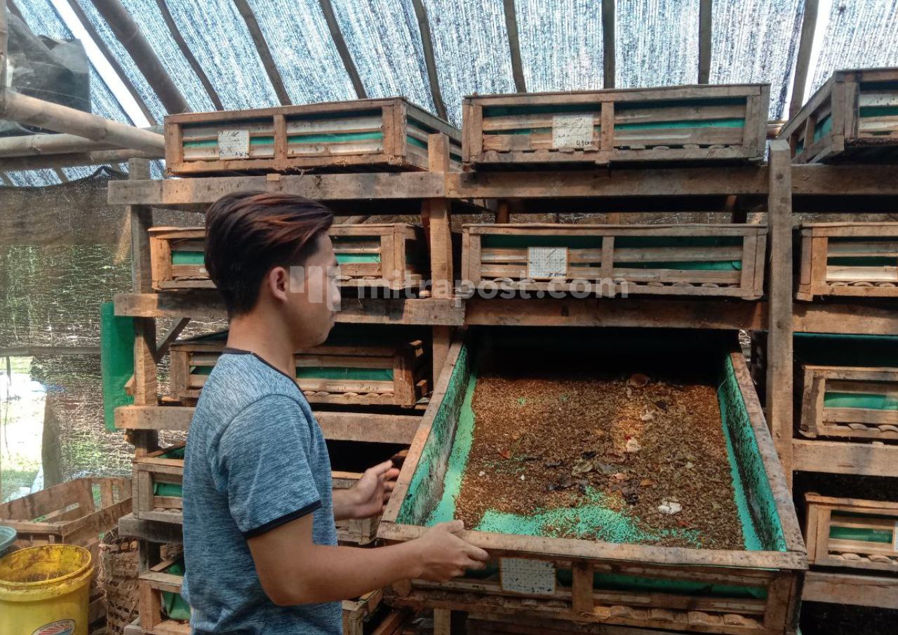 Berkat Maggot, Seorang Santri di Pamotan Raih Untung Jutaan Rupiah