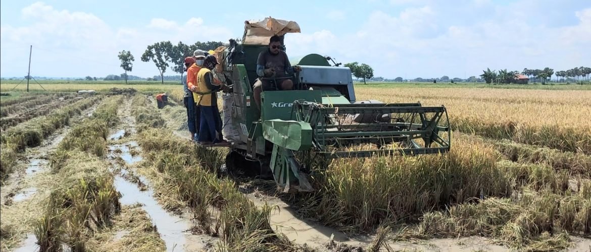Sawah di Kaliori jadi Wilayah Tadah Hujan Pertama di Rembang yang Panen MT-1