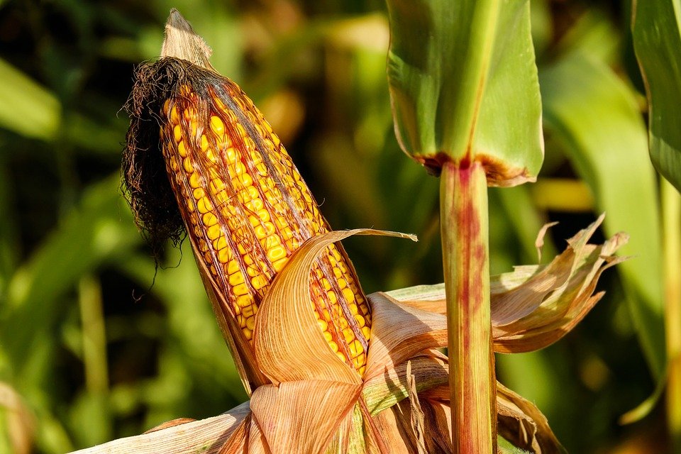 Jagung Lebih Berpotensi Hasilkan Keuntungan Berlimpah Bagi Petani