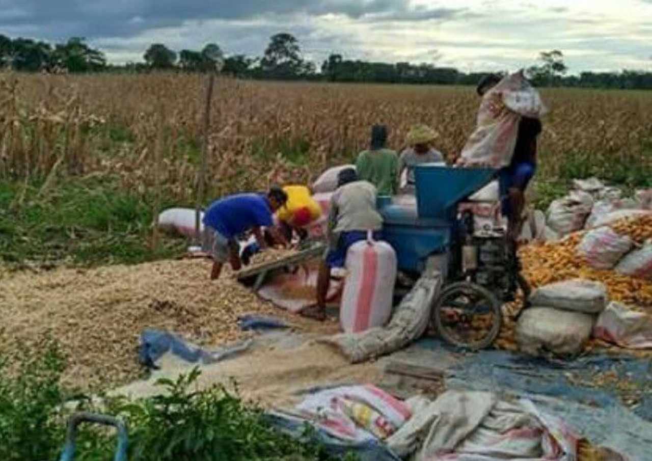 Kementerian Pertanian sampai Dinas Pertanian Pati Diharapkan Waspadai Tengkulak Jagung