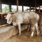 penyakit mulut dan kuku mewabah, masyarakat diimbau selektif konsumsi daging sapi