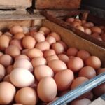 Permintaan Tinggi, Harga Telur Ayam Tembus Rp29 Ribu