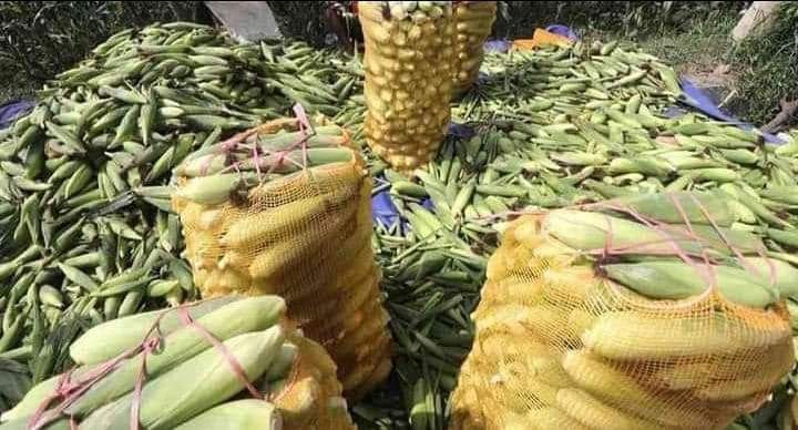 Harga Jagung di Rembang Rp4.500, Petani Dinilai Sudah Untung