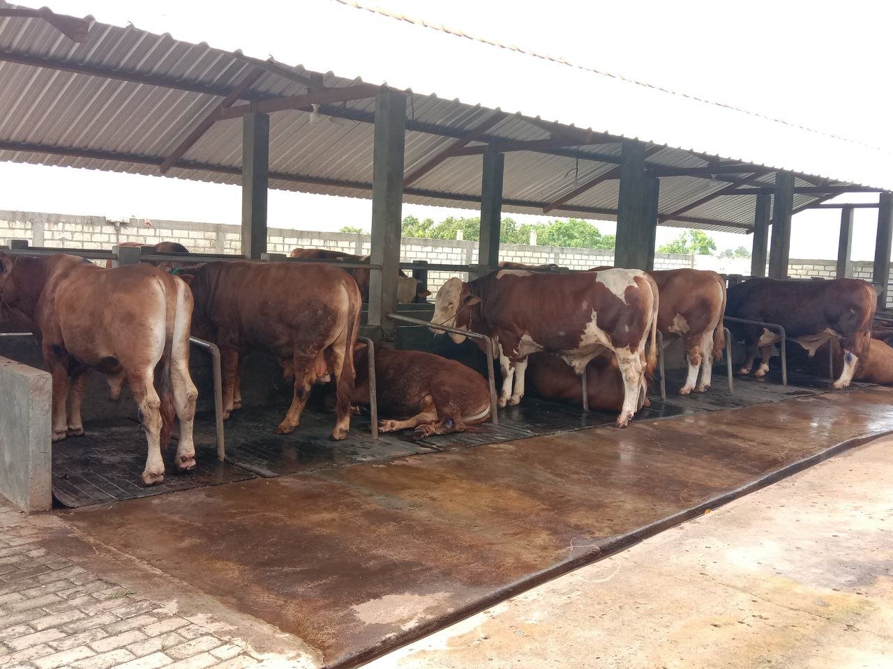 Cegah PMK, Pemkot Pekalongan Perketat Mobilitas Hewan Ternak