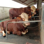 masyarakat tambakromo diimbau waspadai wabah pmk pada hewan ternak