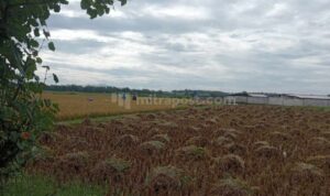 Musim Kemarau Basah Manfaat bagi Petani Padi di Rembang