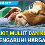 video : penyakit pmk tak pengaruhi harga daging sapi di kabupaten pati - mitrapost.com