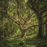 Mengenal Tumbuhan Nyata di Film Fantasi Harry Potter Mengenal Tumbuhan Nyata di Film Fantasi Harry Potter