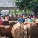 Hari Ini, Operasional di Pasar Hewan Klaten Kembali Normal