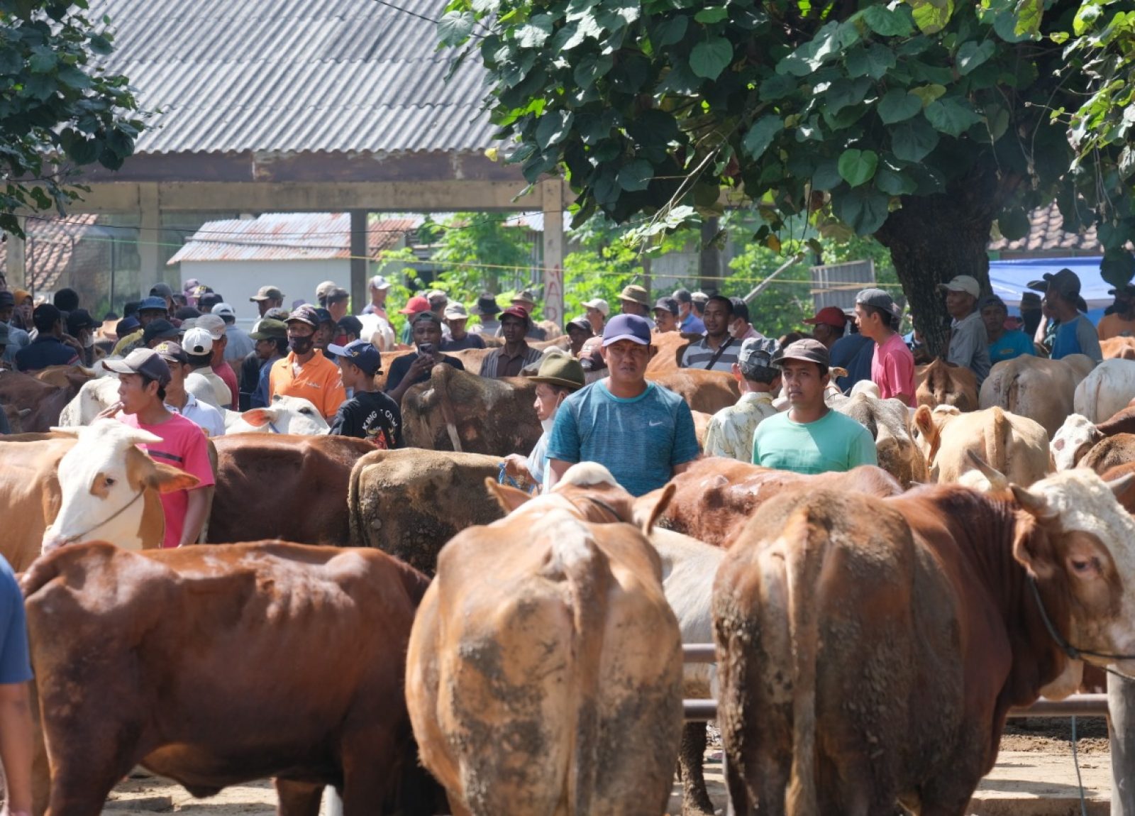 Hari Ini, Operasional di Pasar Hewan Klaten Kembali Normal