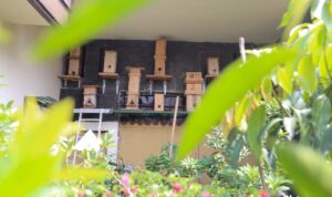 Urban Bee, Upaya Tingkatkan Perekonomian Masyarakat