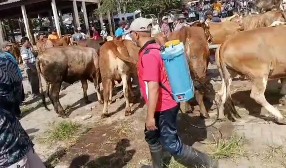 Prokes Ketat Diterapkan Untuk Hewan Ternak di Lingkungan Pasar Hewan Batang