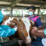 Klaten Gelar Vaksinasi PMK Serentak di 5 Wilayah Puskeswan