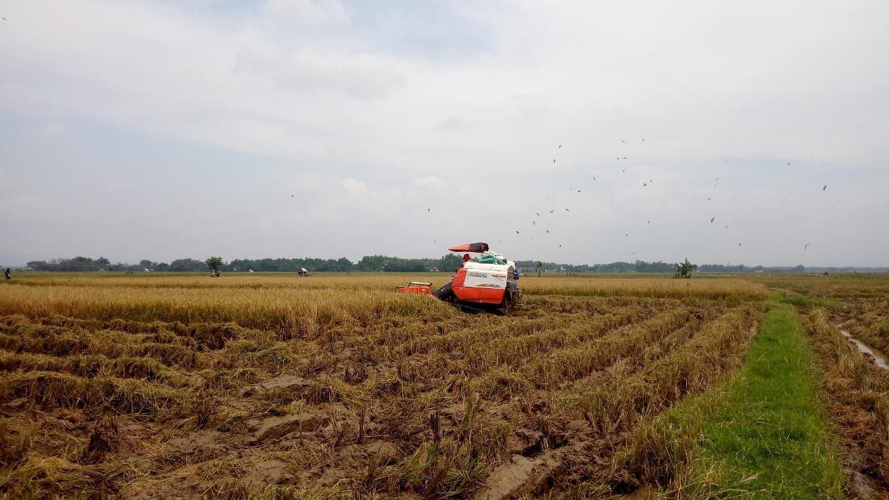 Masuk Panen Kedua, Harga Gabah Kering Pati Terpantau Bagus