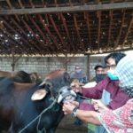 1.300 sapi di kabupaten rembang dinyatakan sembuh dari pmk