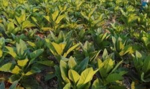 Petani dan Buruh Tembakau Pati Akan Terima BLT DBHCHT
