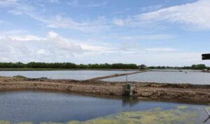 Rugi hingga Miliaran Rupiah Akibat Banjir Rob, Pemilik Tambak Belum Terima Bantuan Bibit Ikan