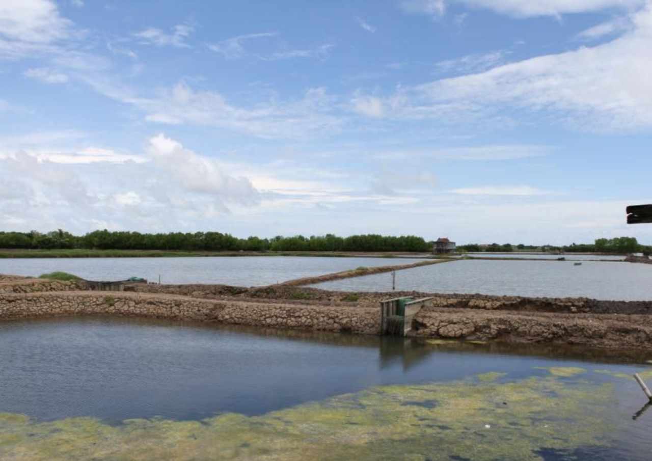 Rugi hingga Miliaran Rupiah Akibat Banjir Rob, Pemilik Tambak Belum Terima Bantuan Bibit Ikan