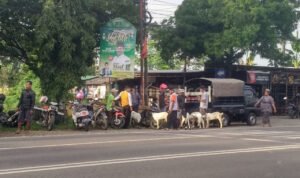 Pasar Hewan Margorejo Ditutup, Pedagang Ternak Tetap Nekat Berjualan
