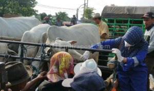 2.009 dari 4.706 Sapi Terpapar PMK di Rembang Sembuh