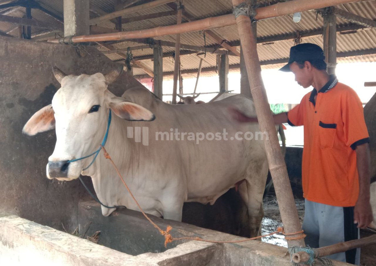 Vaksinasi PMK di Rembang Bakal Dilakukan Minggu Depan