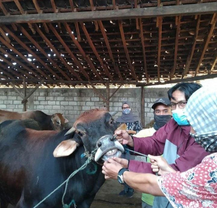 Foto: Sapi Qurban di Rembang/mitrapost.com/Sri lestari