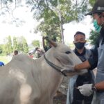 foto: vaksinasi sapi perdana di desa pangkalan dan leran kecamatan sluke/mitrapost.com/sri lestari