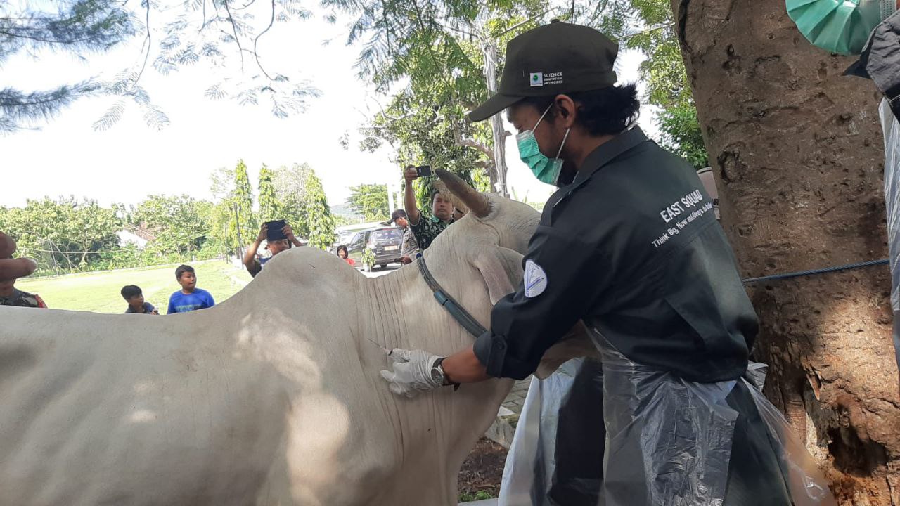 foto: vaksinasi hewan ternak di rembang /mitrapost.com/sri lestari