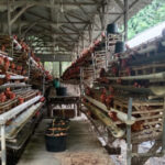 Dongkrak Perekonomian, Masyarakat Desa Klecoregonang Maksimalkan Peternakan Ayam Petelur